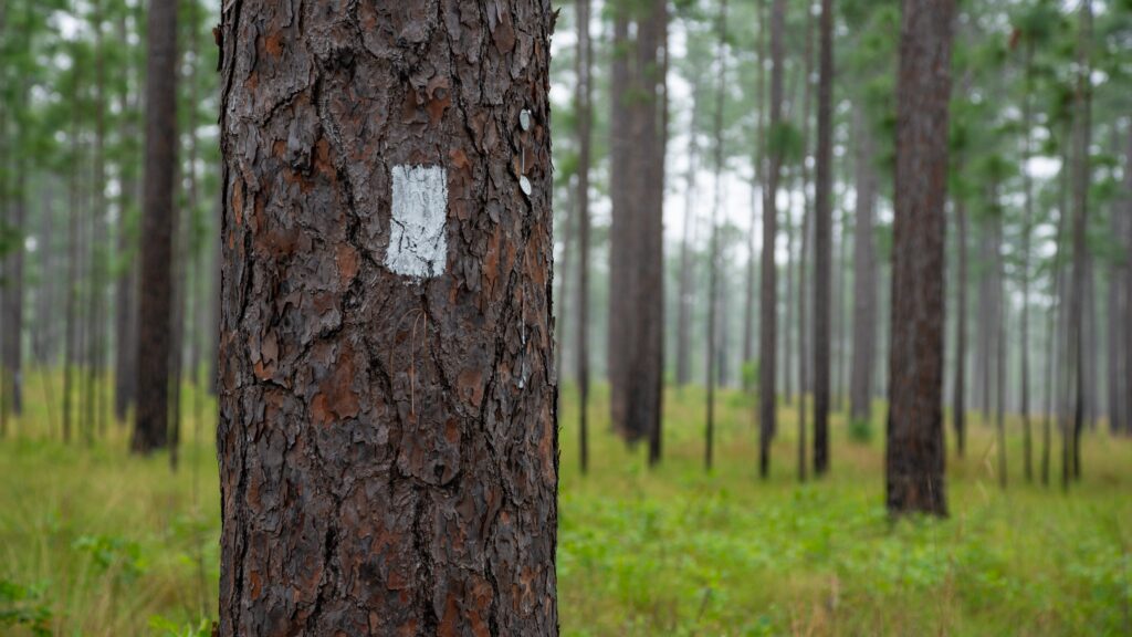 An Ichauway RCW cavity tree marked with painted, white rectangles.